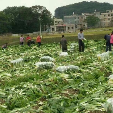 包尖白菜2~3斤0.45上车价