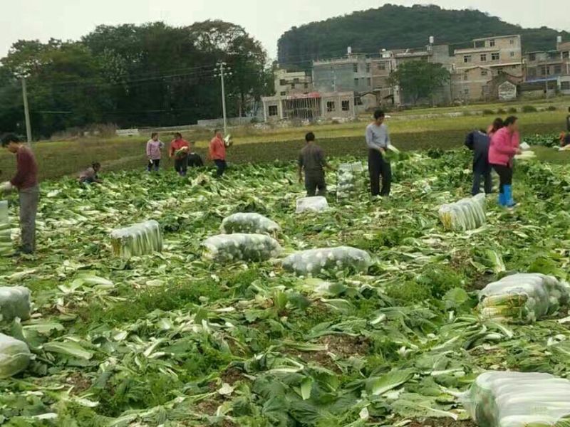 包尖白菜2~3斤0.45上车价
