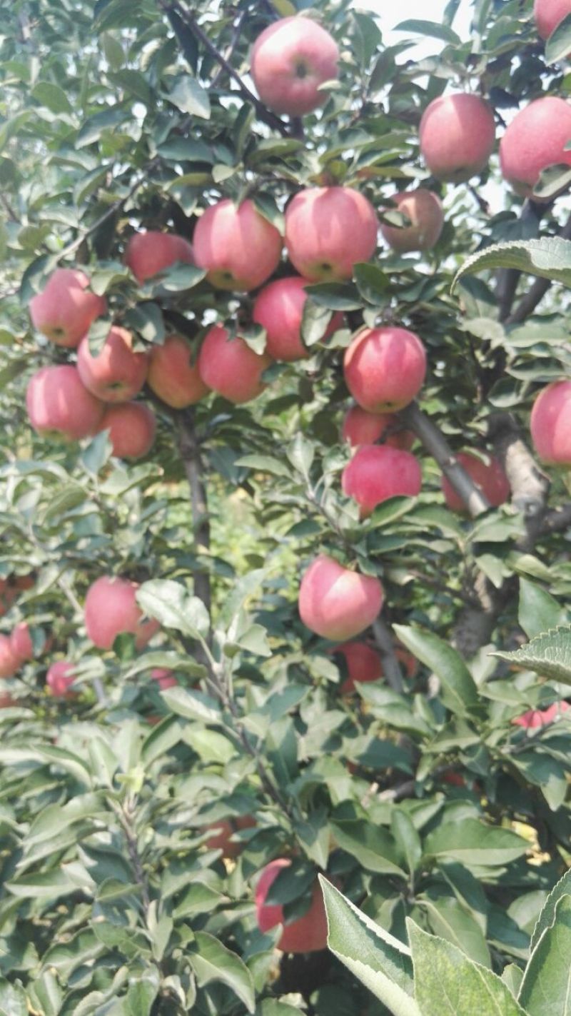 红星苹果75mm以上纸袋