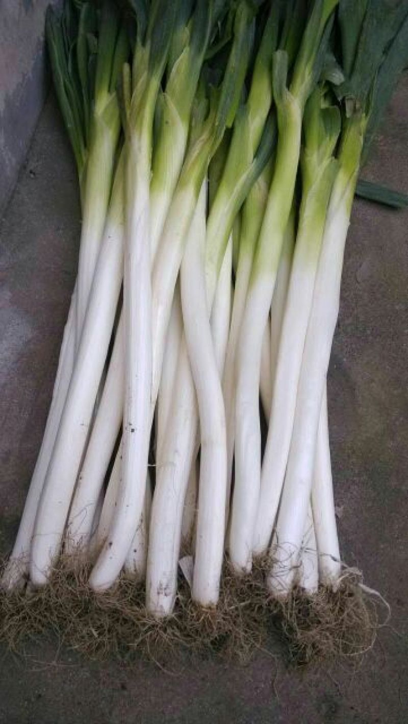 章丘大葱