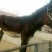 肉驴100~200斤种馿育肥馿全国包运货到付款