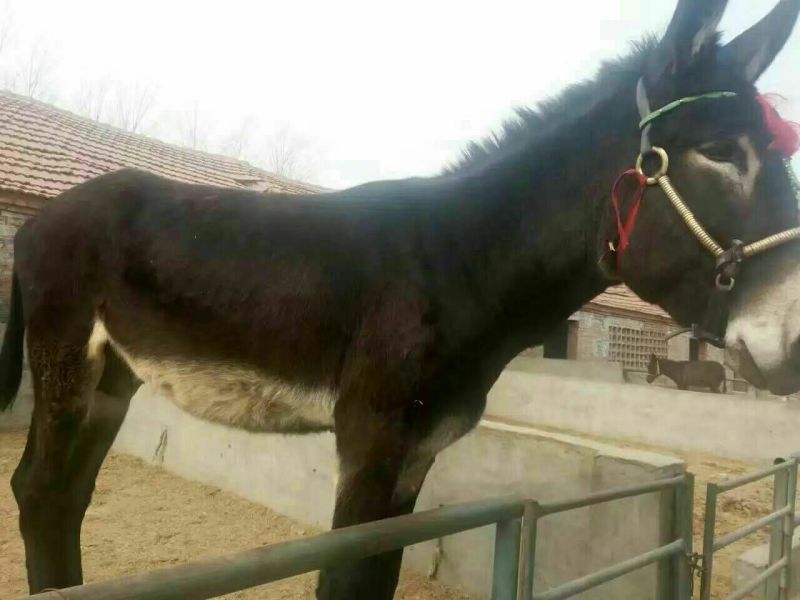 肉驴100~200斤种馿育肥馿全国包运货到付款
