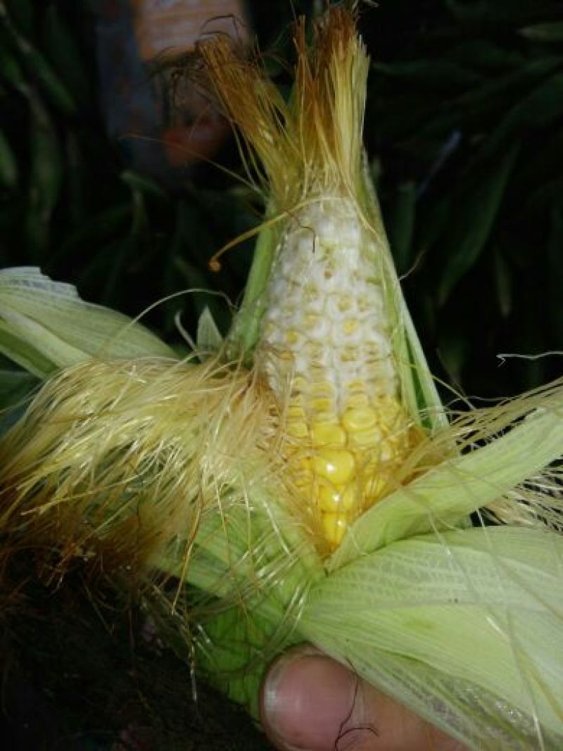 菜用玉米2%