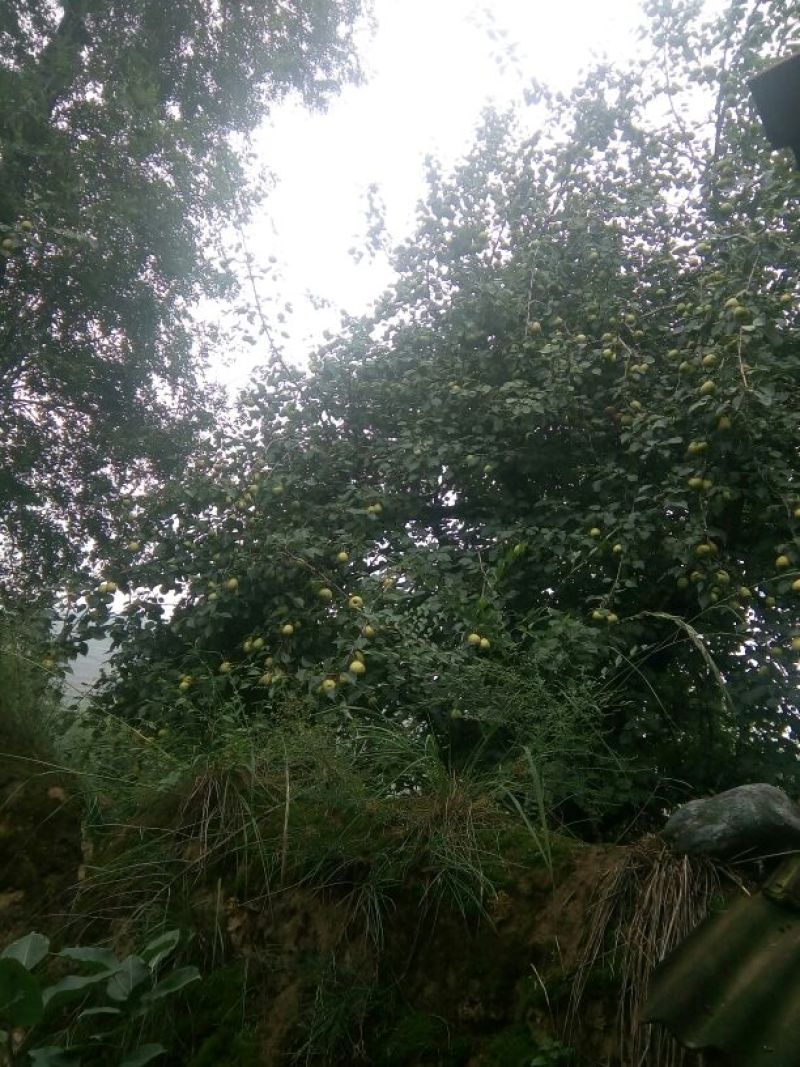 啤特果100~150g纸箱