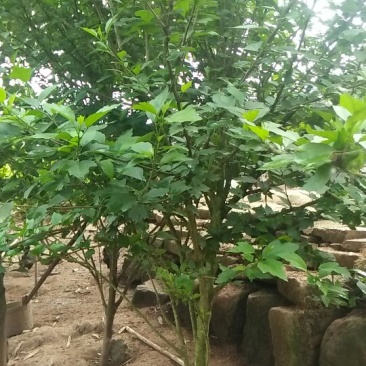 木槿花粉红色大花朵