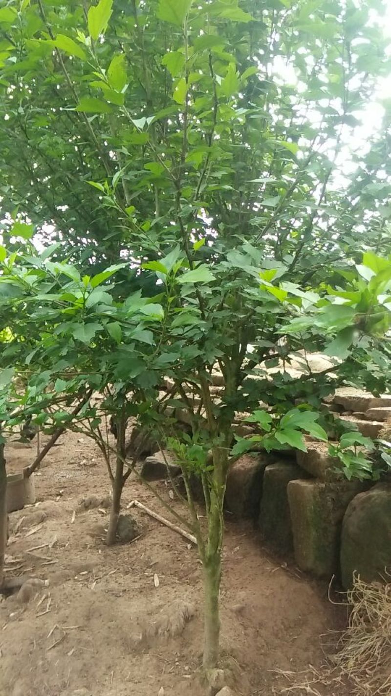 木槿花粉红色大花朵