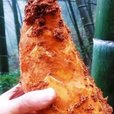 毛竹春笋
