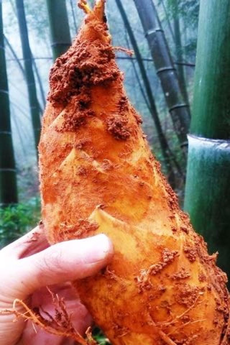 毛竹春笋