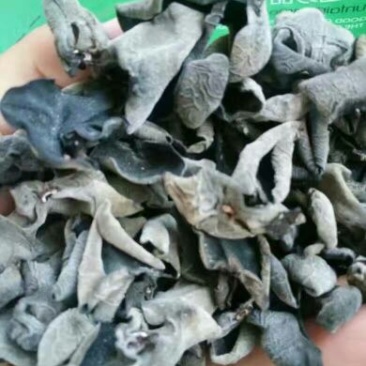 秋耳一级