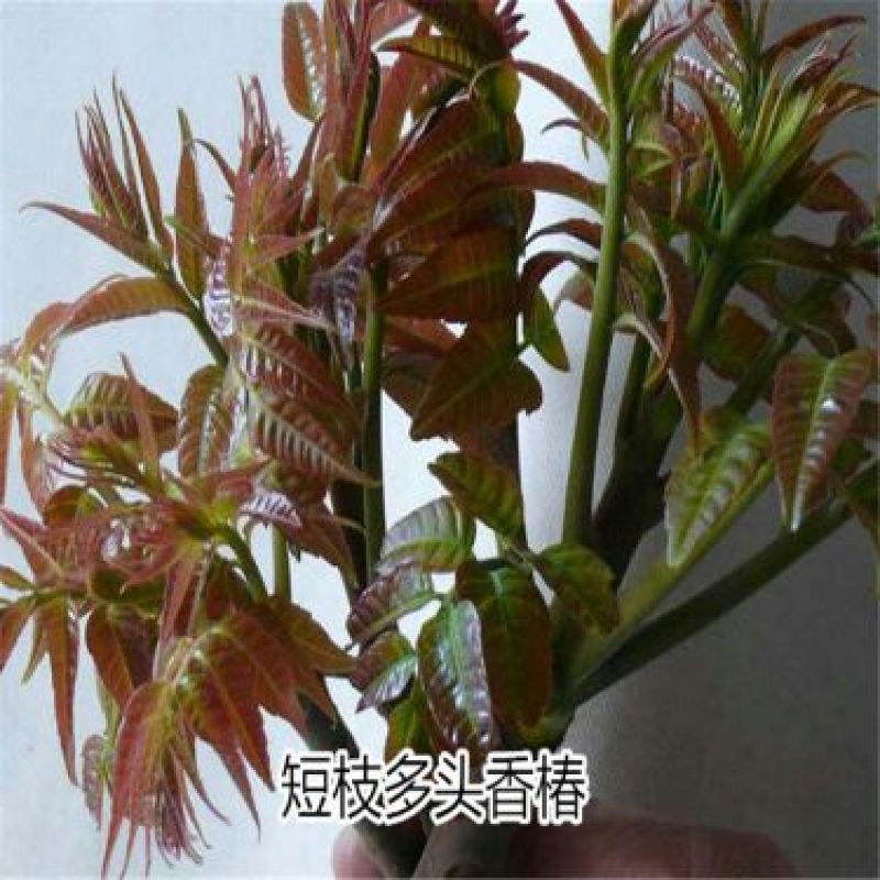椿树苗90~100cm