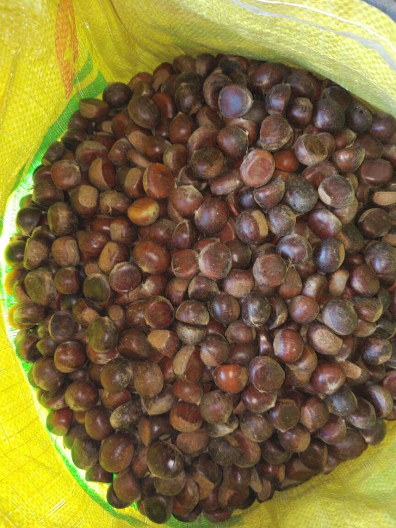 板栗炒栗种小粒