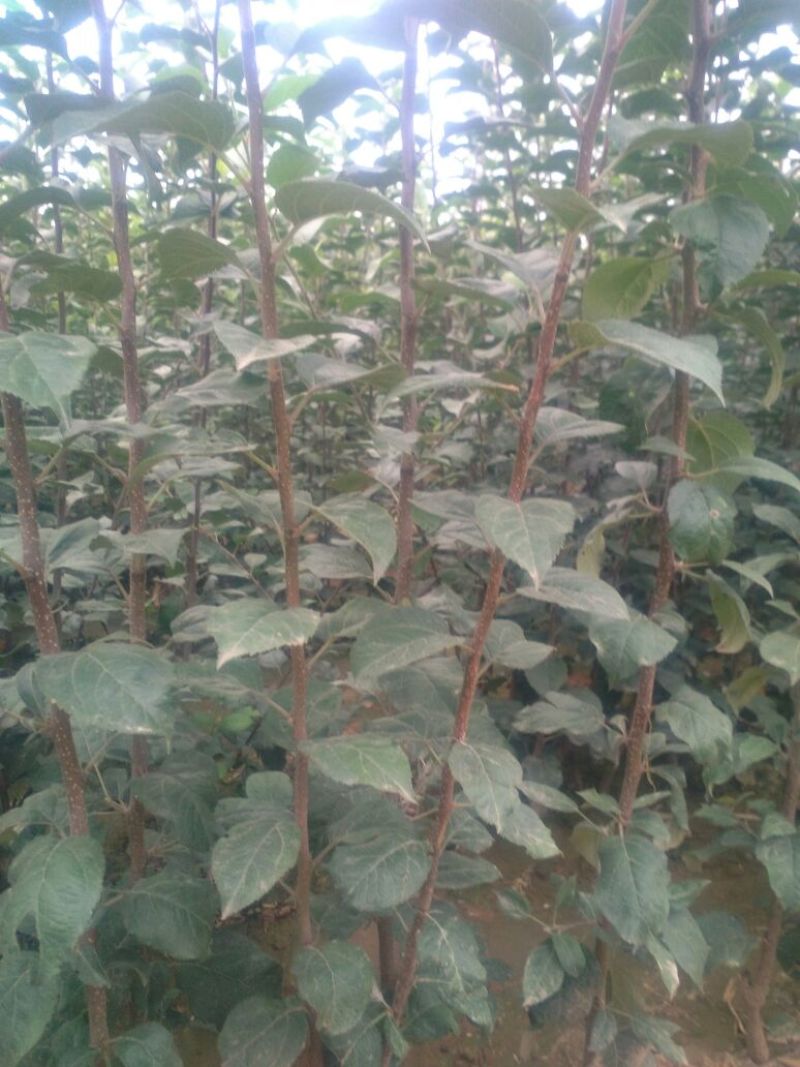 苹果树苗:长年大量供应1一5公分优质品种苹果树