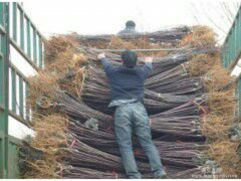 红富士苹果树苗80cm以上基地直销现起现发