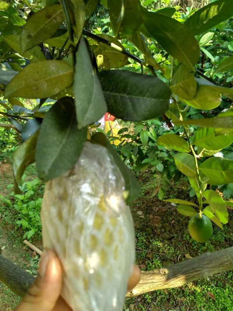 广东香水柠檬树苗品种纯正成活率高。高度30~50cm