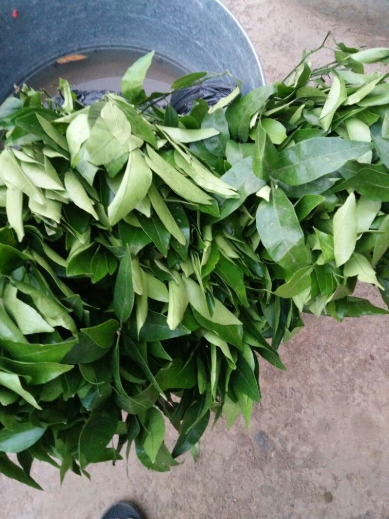 沃柑苗