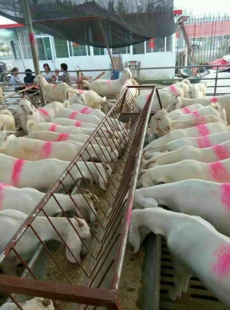 肉驴