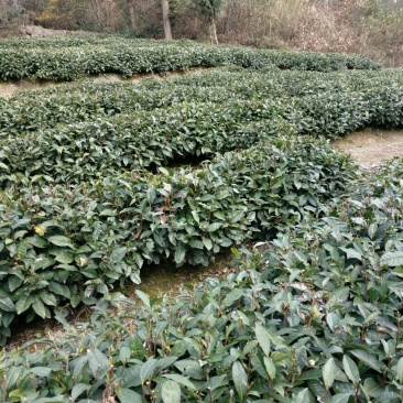 老树茶一级