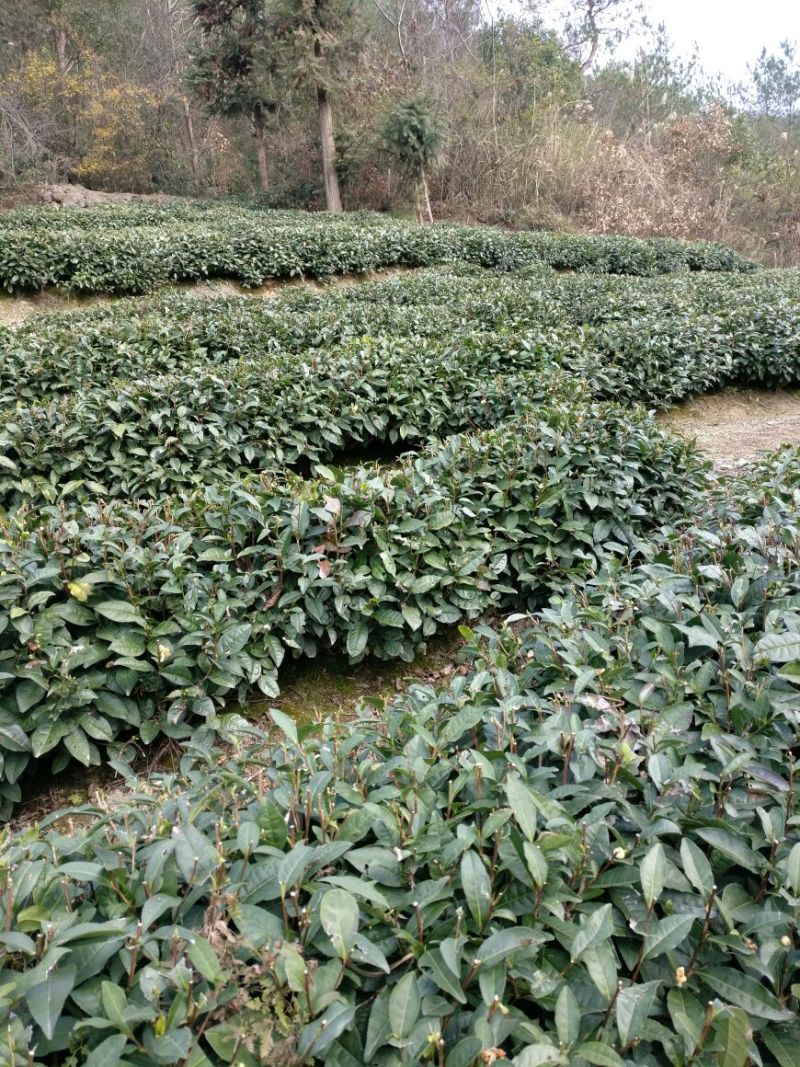 老树茶一级