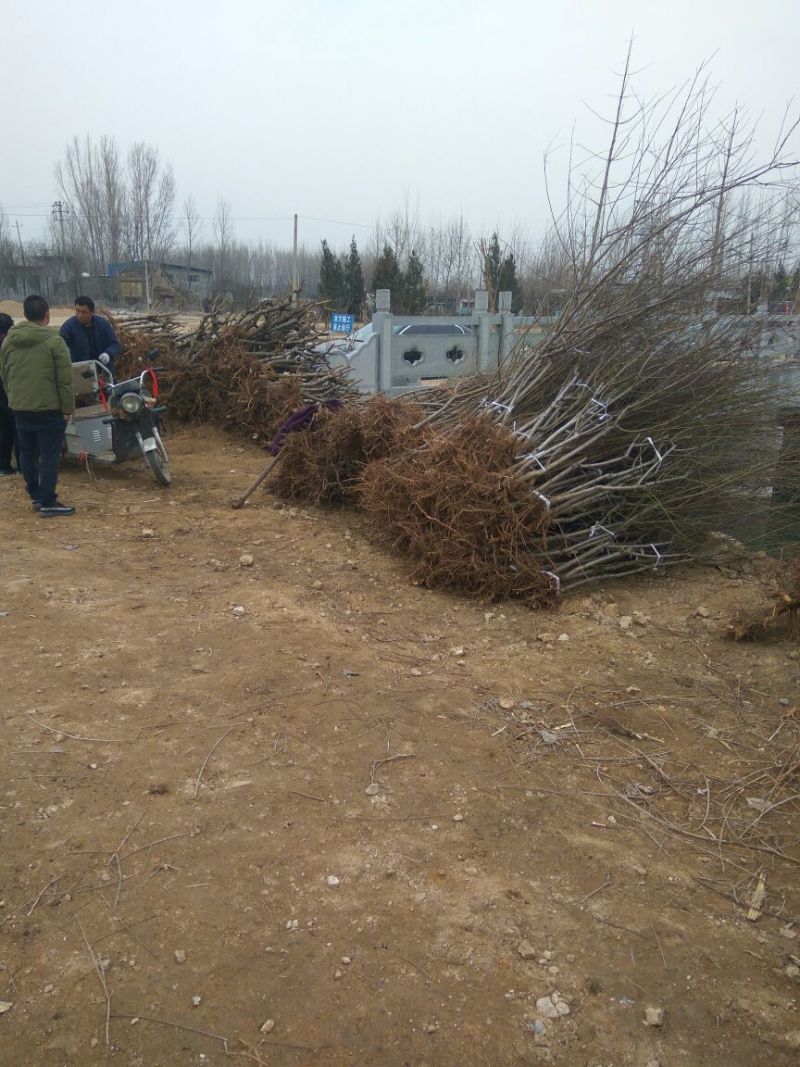 【桃树占地】4公分桃树占地桃树裸根截杆大桃树批发大桃树