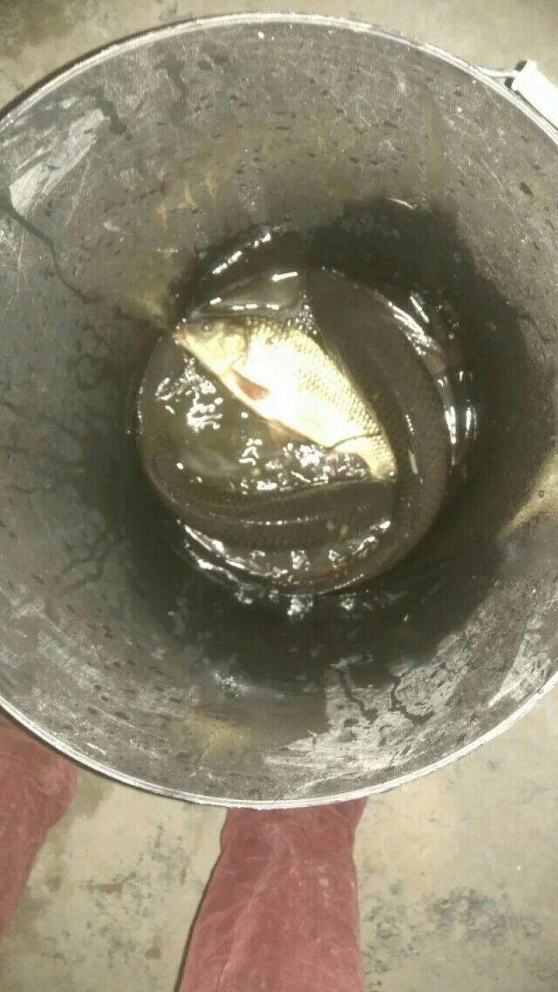 河鲤鱼食用1~2公斤
