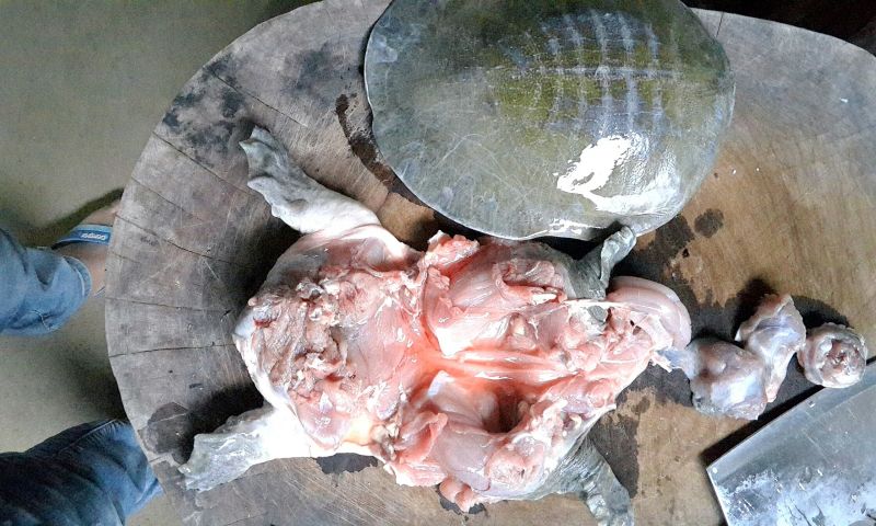 黄沙鳖2.5~3斤
