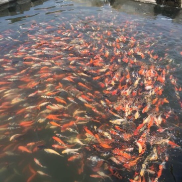锦鲤