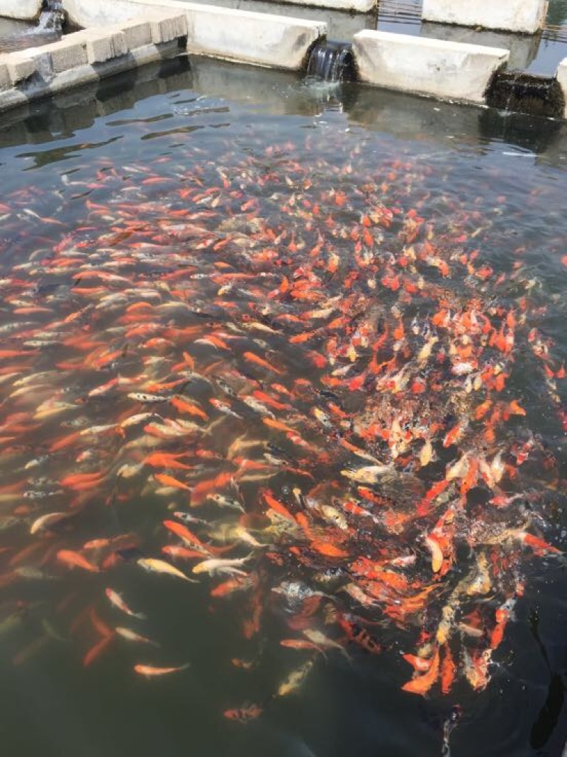 锦鲤