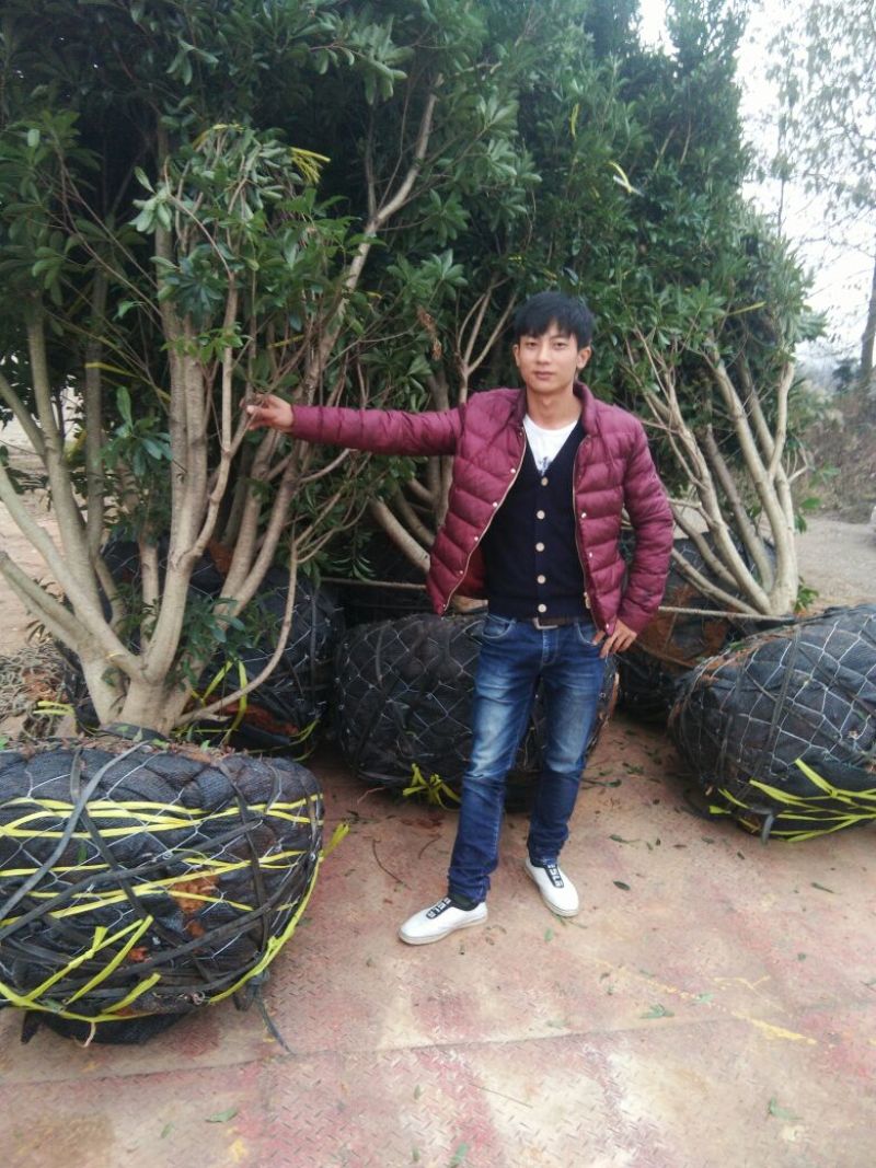 杨梅树261~300cm