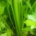 香芹40cm以上
