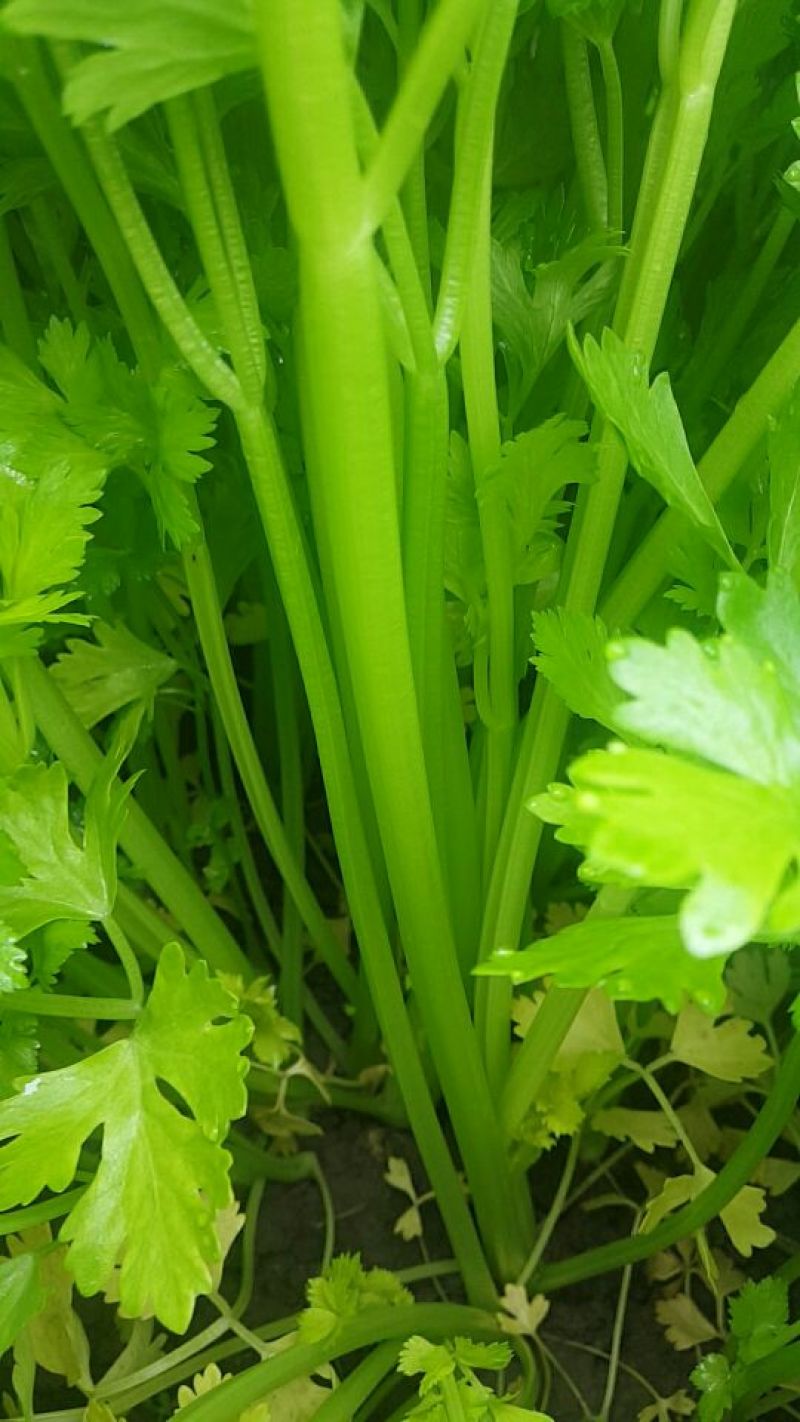 香芹40cm以上