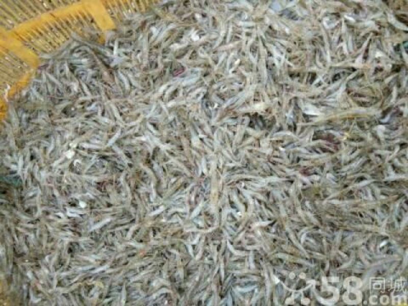 河虾活虾26~30只/kg
