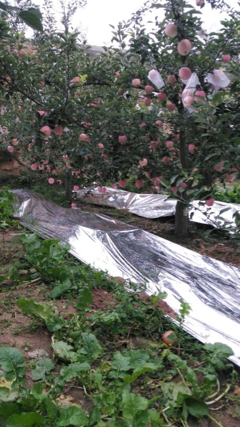红富士苹果纸袋，冰雹果