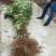 无花果树苗80~100cm，薄姬红无花果，需要的联系。