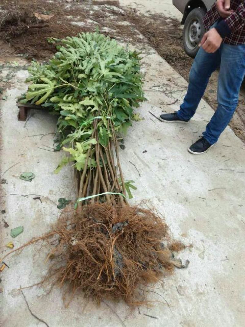 无花果树苗80~100cm，薄姬红无花果，需要的联系。