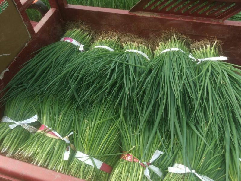 小葱45~50cm