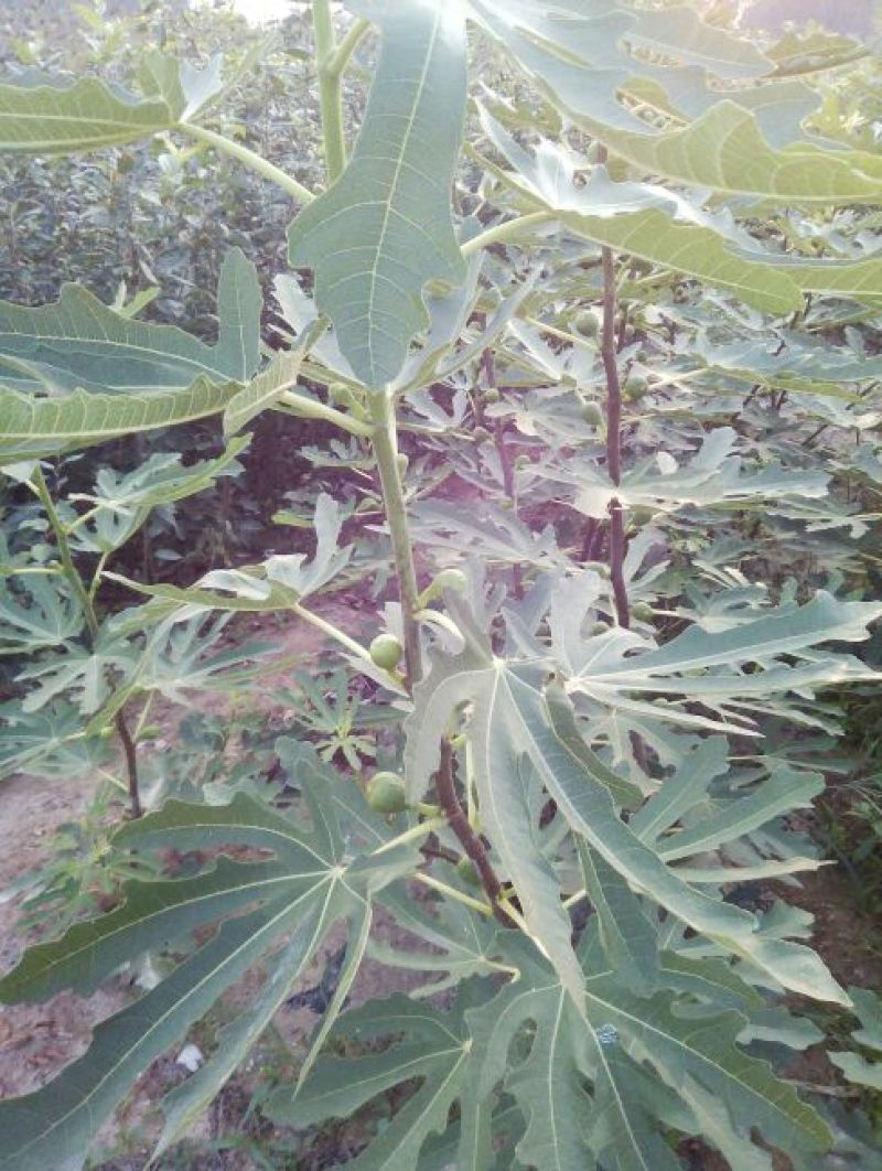 无花果苗80cm以上