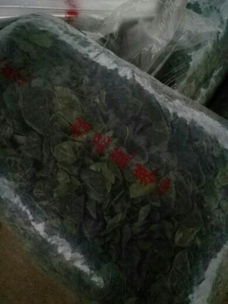 河南菠菜大叶菠菜小叶菠菜品种齐全产地直发质量保证