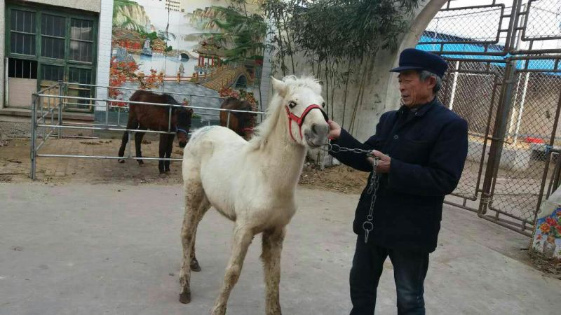 肉马