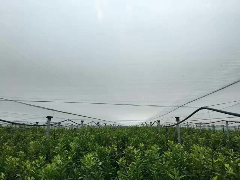 默科特果苗80~120cm