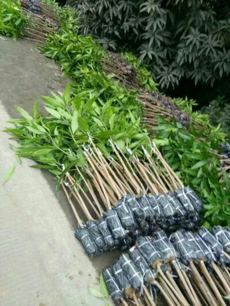 芒果苗金煌桂七台农红贵妃凯特象牙，品种齐全