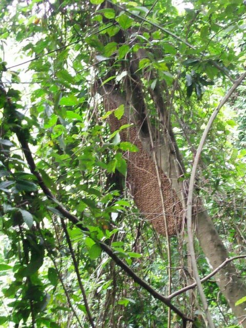 土蜂蜜深山正宗土蜂蜜2斤零售价包邮发货仅线上交易