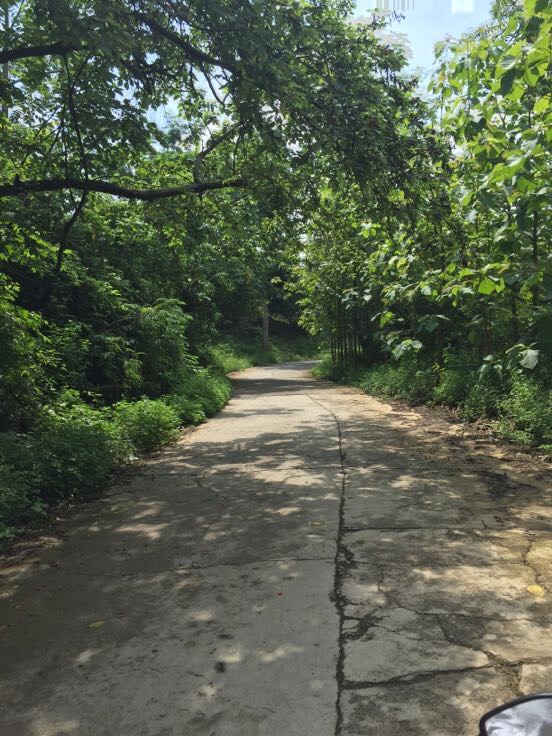 马提苏芒果 4两以上批发_韦红钢供应_一亩田农