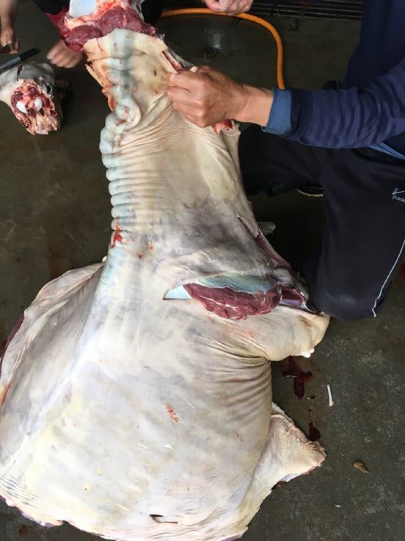 驴肉