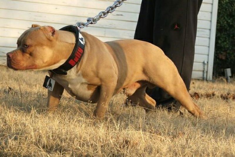 比特犬