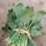 越冬菠菜20~25厘米