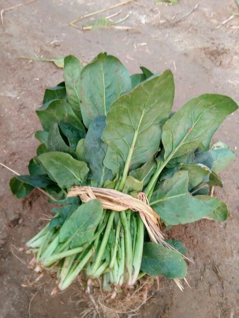 越冬菠菜20~25厘米