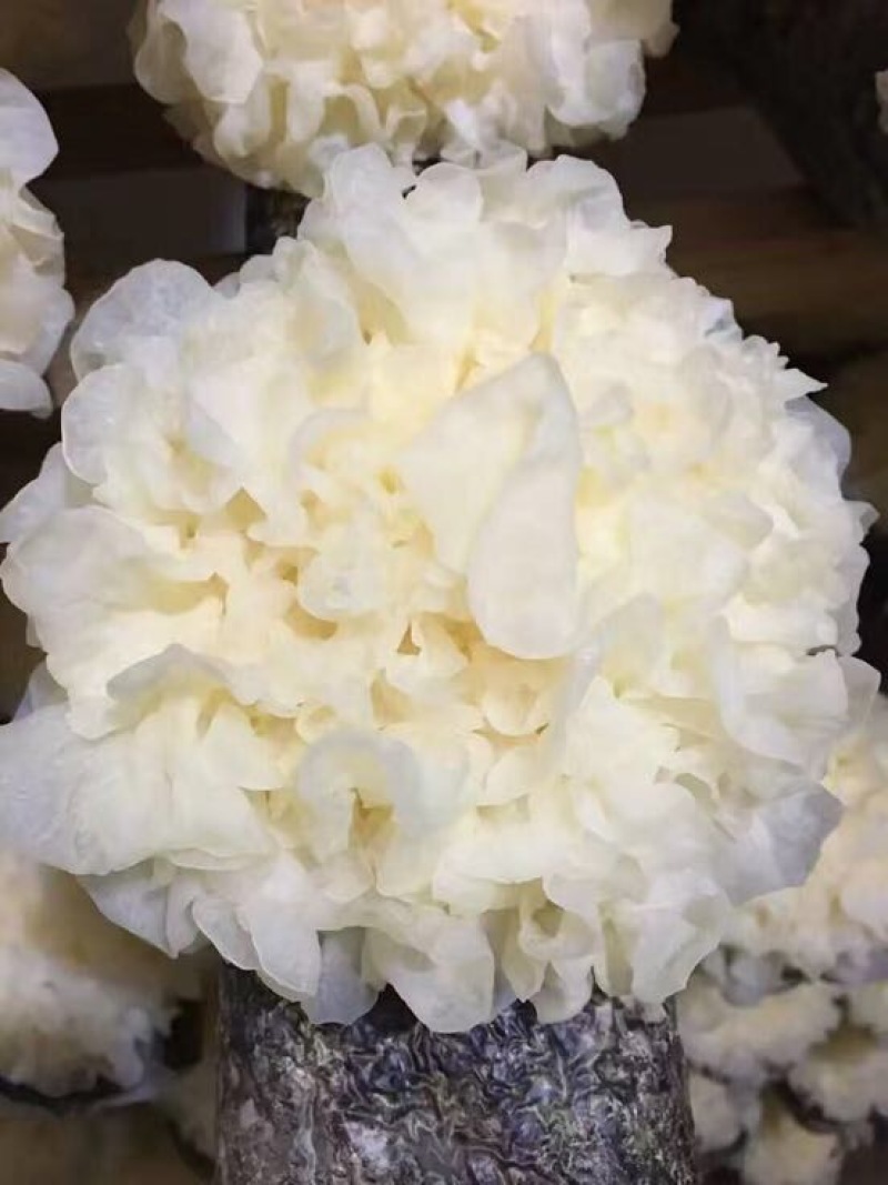 白木耳