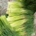 【推荐】红帽蒜薹50~60厘米冷库大量供应量大优惠