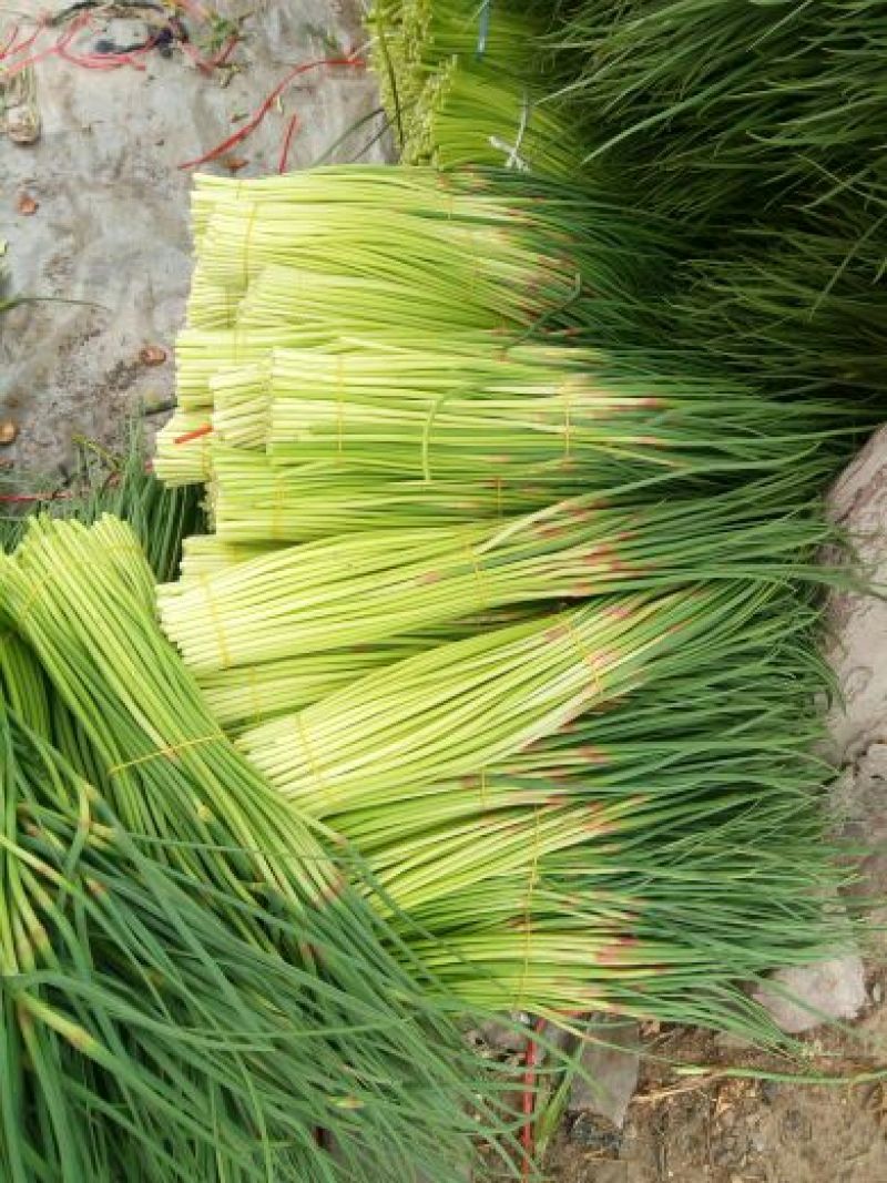 【推荐】红帽蒜薹50~60厘米冷库大量供应量大优惠