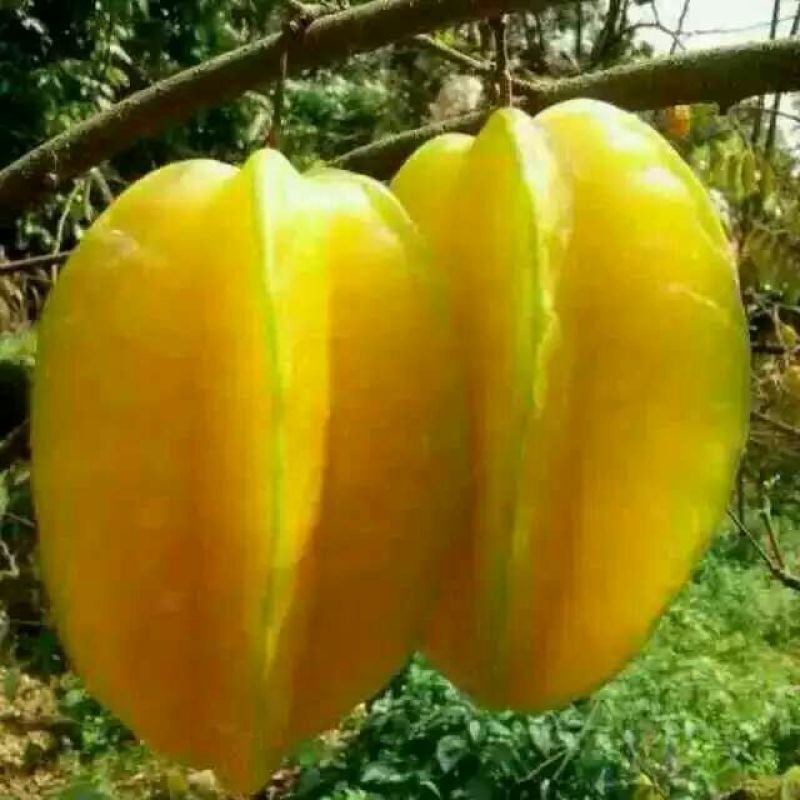 小果甜杨桃4~5两